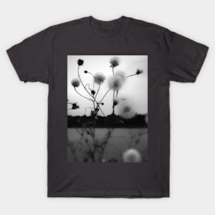 White dandelions pappus in black and white photography T-Shirt